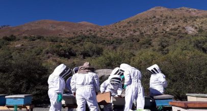 Curso de apicultura y manejo de colmenas